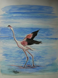 ORRO_Fenicottero-rosa_tn